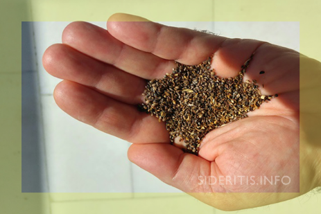 Seeds before sowing