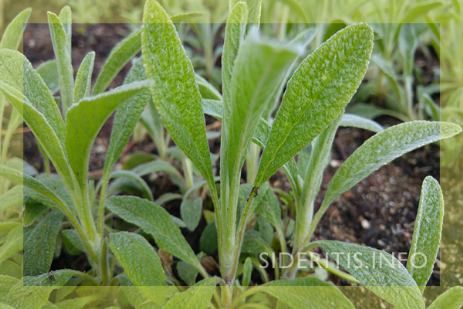 Strong young plant