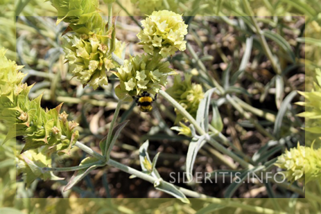 Aromatic flowers