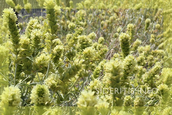 Sideritis scardica in bloom